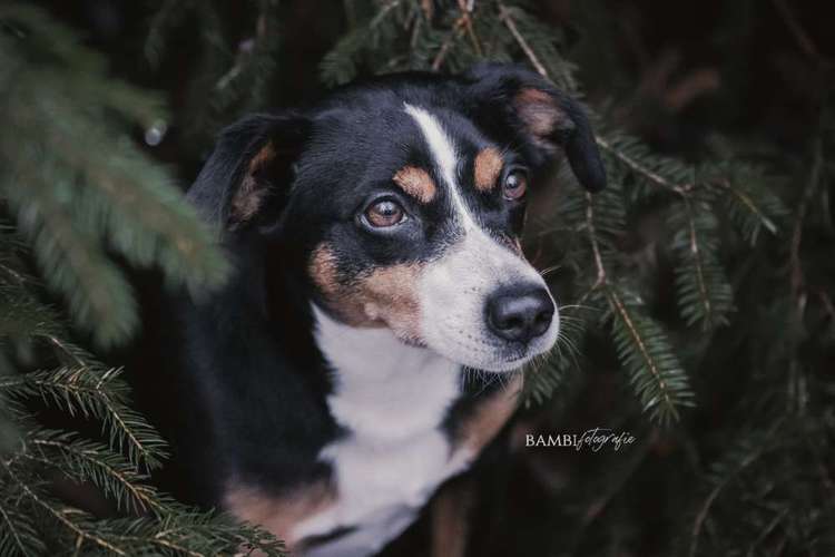 Hundeauslaufgebiet-Bambifotografie-Bild