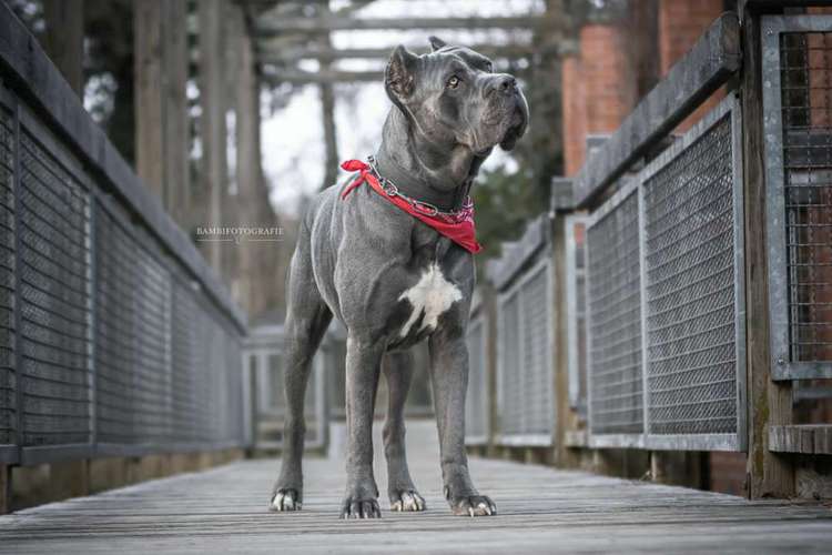 Hundeauslaufgebiet-Bambifotografie-Bild