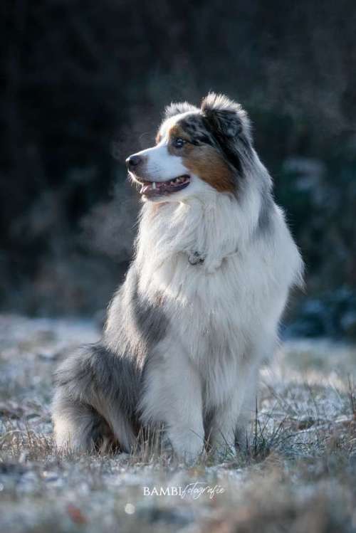 Hundeauslaufgebiet-Bambifotografie-Bild