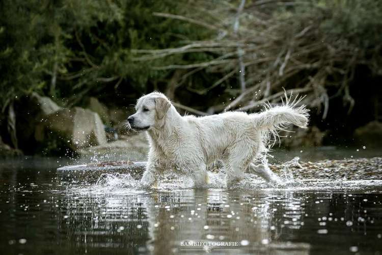 Hundeauslaufgebiet-Bambifotografie-Bild