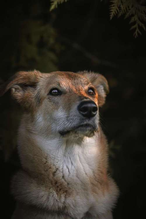 Hundeauslaufgebiet-Bambifotografie-Bild