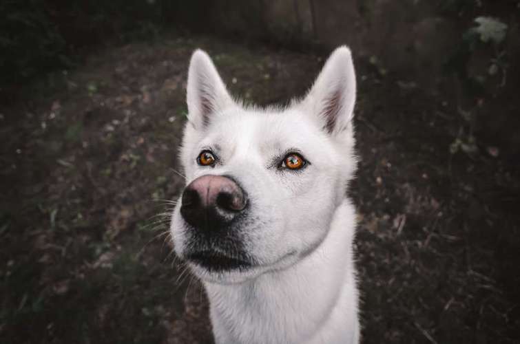 Hundeauslaufgebiet-Bambifotografie-Bild