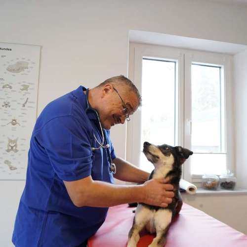 Hundeauslaufgebiet-Hundephysio Laim-Bild
