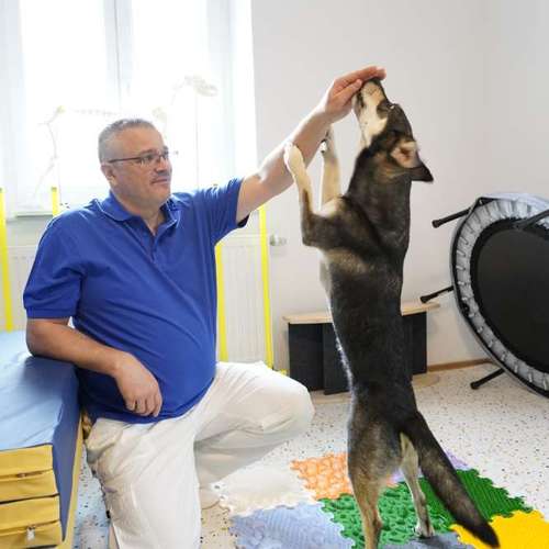 Hundeauslaufgebiet-Hundephysio Laim-Bild