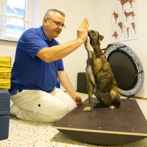 Hundeauslaufgebiet-Hundephysio Laim-Bild