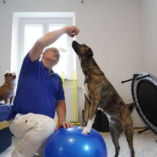 Hundeauslaufgebiet-Hundephysio Laim-Bild