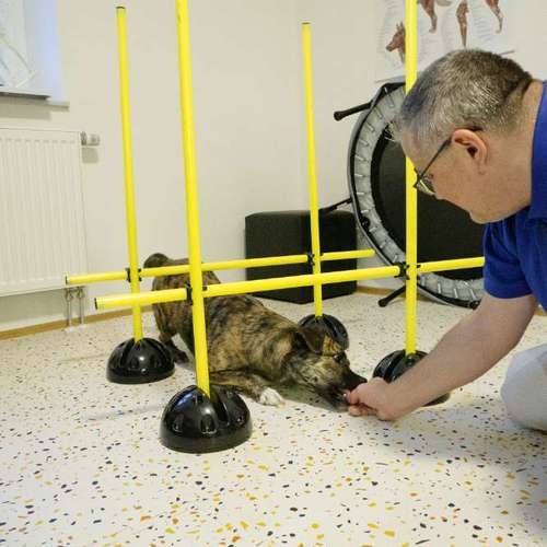 Hundeauslaufgebiet-Hundephysio Laim-Bild