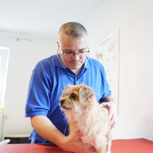 Hundeauslaufgebiet-Hundephysio Laim-Bild