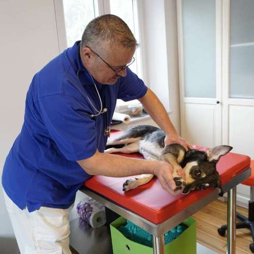 Hundeauslaufgebiet-Hundephysio Laim-Bild