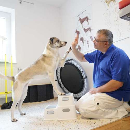 Hundeauslaufgebiet-Hundephysio Laim-Bild