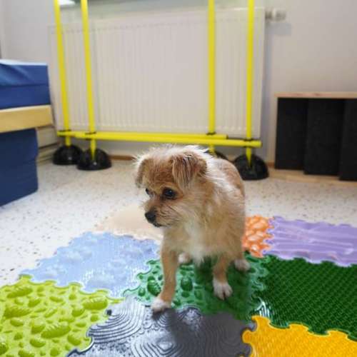 Hundeauslaufgebiet-Hundephysio Laim-Bild