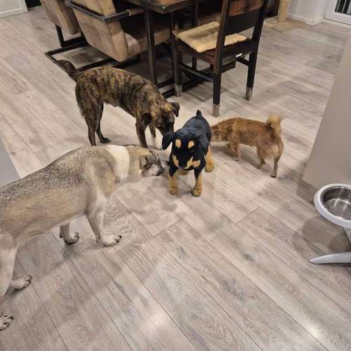 Hundeauslaufgebiet-Hundephysio Laim-Bild