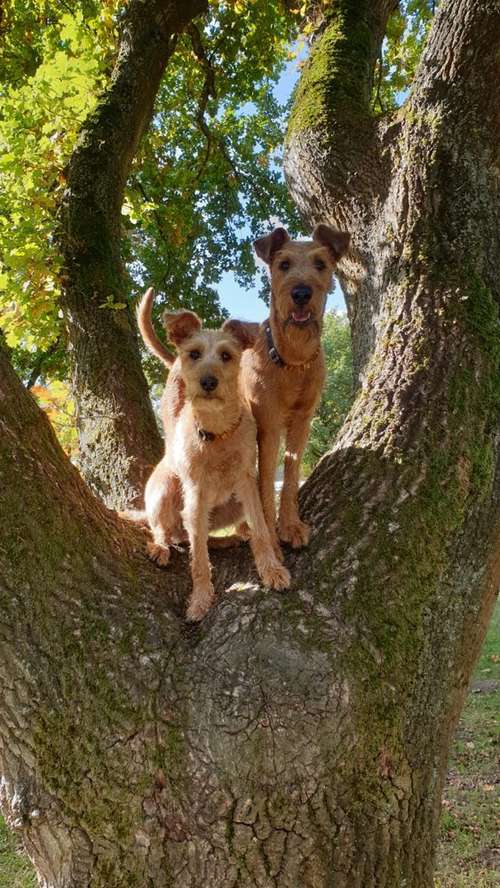 Hundeauslaufgebiet-Swenja Kühn-Bild