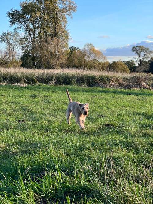 Hundeauslaufgebiet-Swenja Kühn-Bild