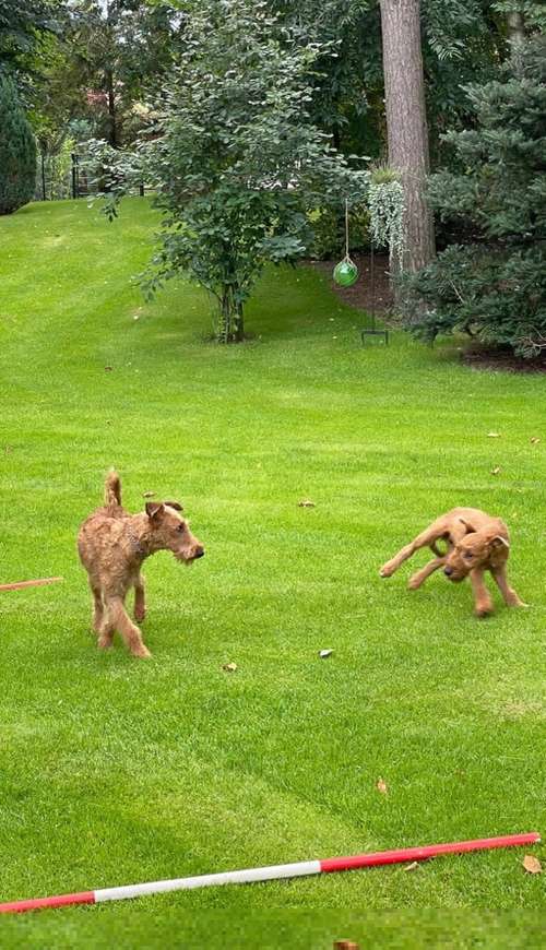 Hundeauslaufgebiet-Swenja Kühn-Bild