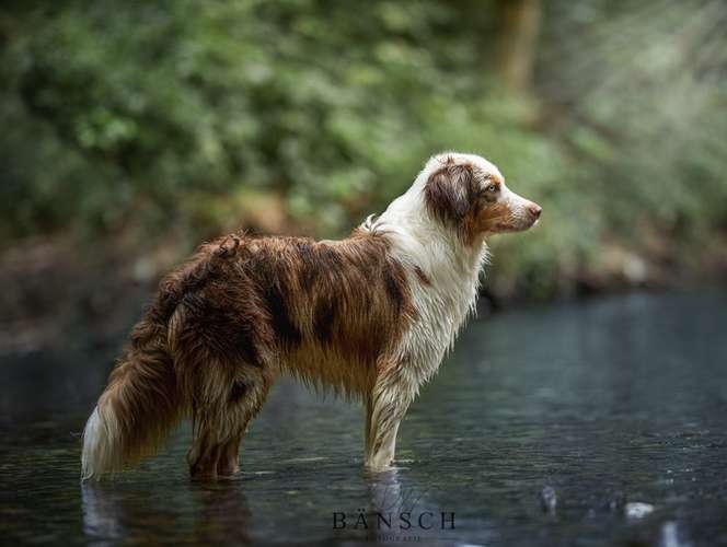 Hundeauslaufgebiet-Bänsch Fotografie-Bild