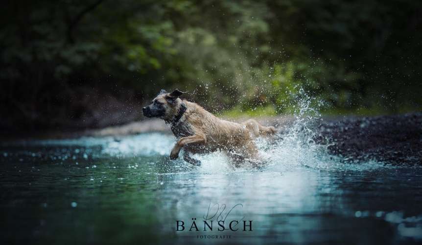 Hundeauslaufgebiet-Bänsch Fotografie-Bild