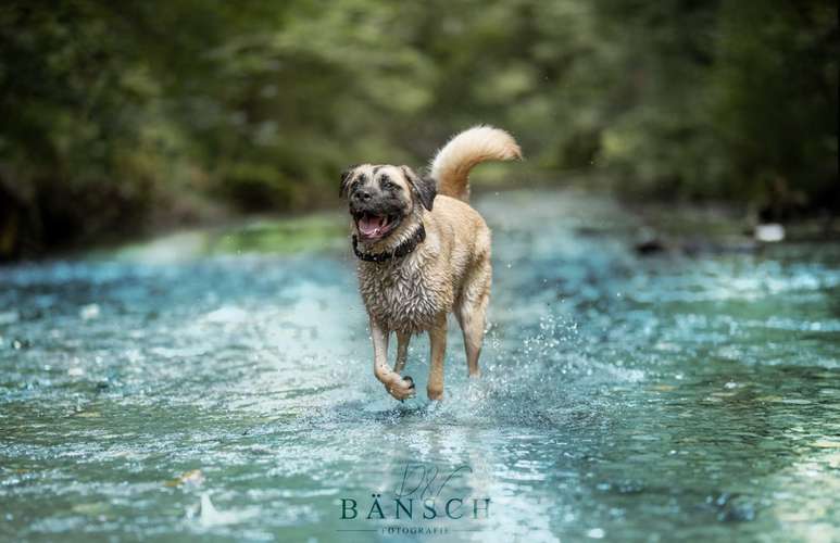 Hundeauslaufgebiet-Bänsch Fotografie-Bild