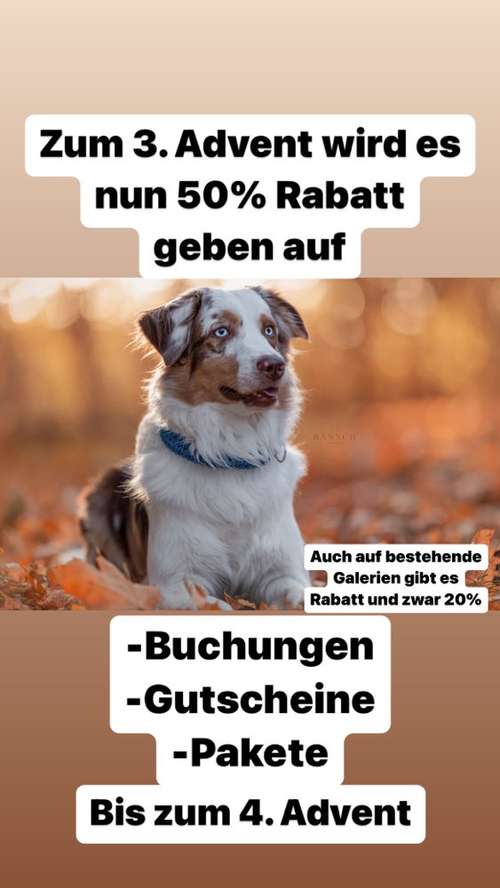 Hundeauslaufgebiet-Bänsch Fotografie-Bild