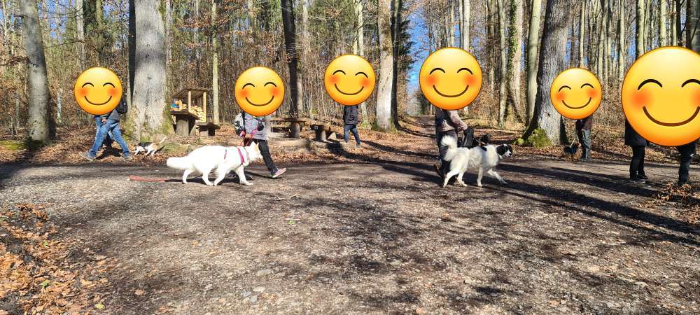 Hundeauslaufgebiet-Hundeschule Siedlung Fohrenwald 5-Bild