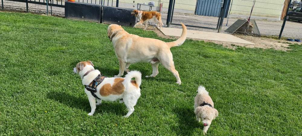 Hundeauslaufgebiet-Hundeschule Siedlung Fohrenwald 5-Bild