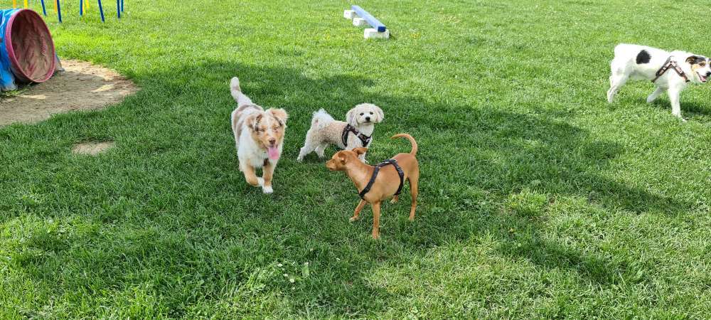 Hundeauslaufgebiet-Hundeschule Siedlung Fohrenwald 5-Bild