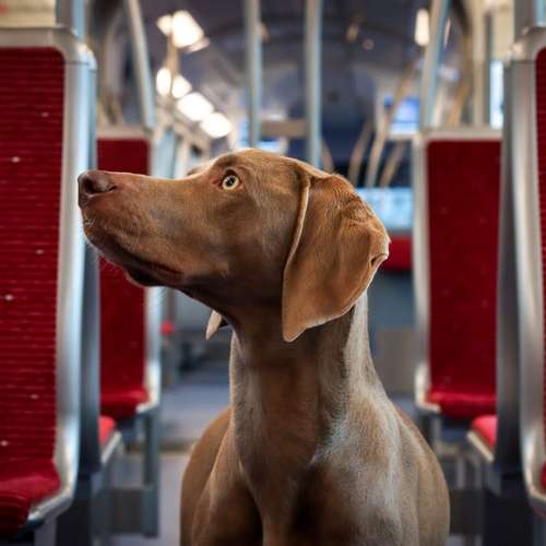 Hundeauslaufgebiet-Stella Angelina Fotografie-Bild