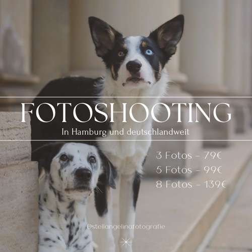 Hundeauslaufgebiet-Stella Angelina Fotografie-Bild