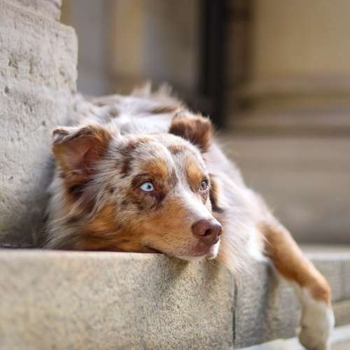 Hundeauslaufgebiet-Stella Angelina Fotografie-Bild
