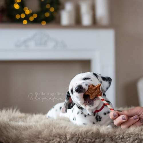 Hundeauslaufgebiet-Stella Angelina Fotografie-Bild