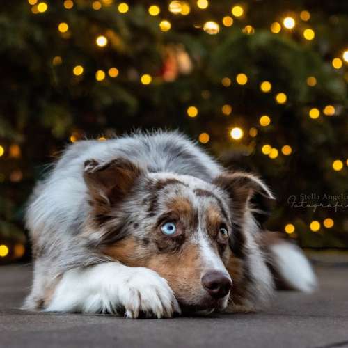 Hundeauslaufgebiet-Stella Angelina Fotografie-Bild