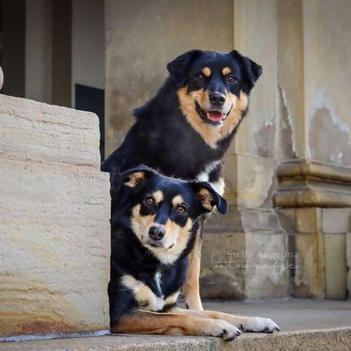 Hundeauslaufgebiet-Stella Angelina Fotografie-Bild