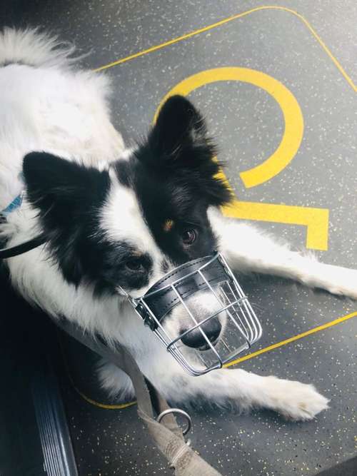 Hundeauslaufgebiet-DREIPEO - Hundeschule und Hundephysiotherapie-Bild