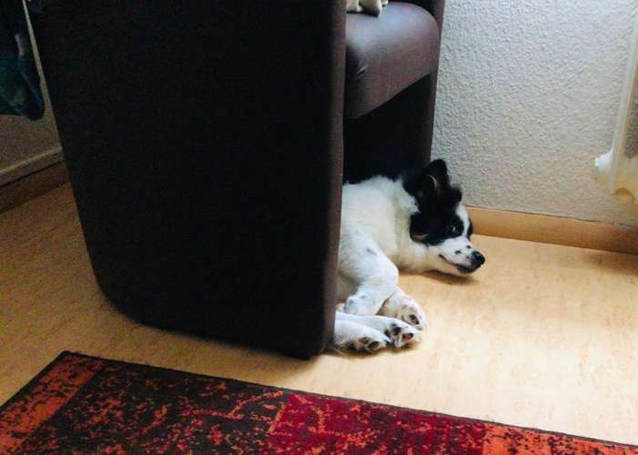 Hundeauslaufgebiet-DREIPEO - Hundeschule und Hundephysiotherapie-Bild