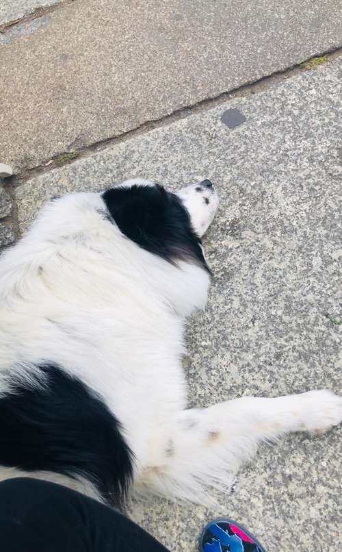 Hundeauslaufgebiet-DREIPEO - Hundeschule und Hundephysiotherapie-Bild