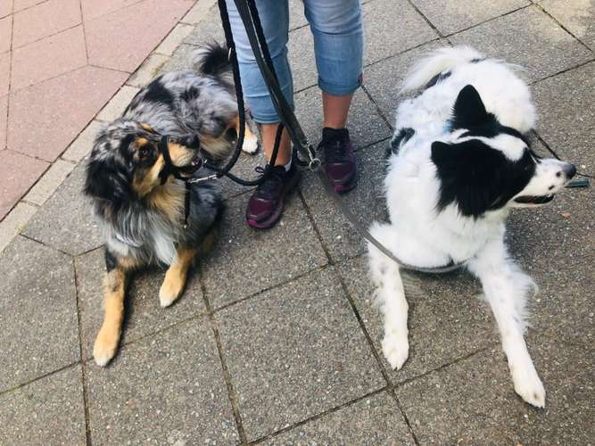 Hundeauslaufgebiet-DREIPEO - Hundeschule und Hundephysiotherapie-Bild