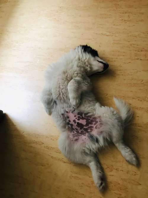 Hundeauslaufgebiet-DREIPEO - Hundeschule und Hundephysiotherapie-Bild