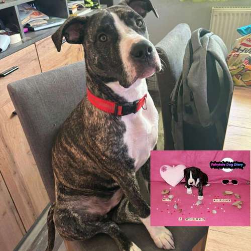 Hundeauslaufgebiet-Fairytale Dog Diary-Bild