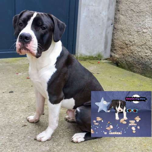 Hundeauslaufgebiet-Fairytale Dog Diary-Bild
