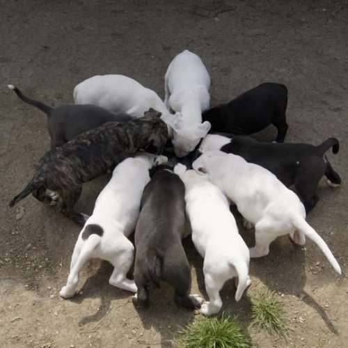 Hundeauslaufgebiet-Fairytale Dog Diary-Bild