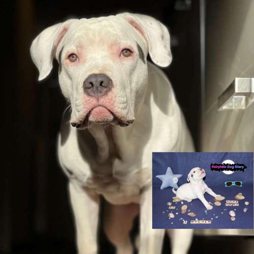 Hundeauslaufgebiet-Fairytale Dog Diary-Bild