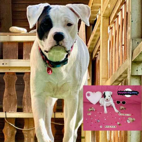 Hundeauslaufgebiet-Fairytale Dog Diary-Bild