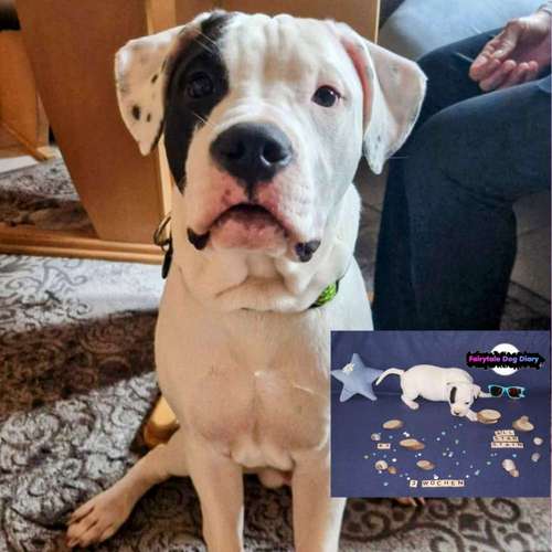 Hundeauslaufgebiet-Fairytale Dog Diary-Bild