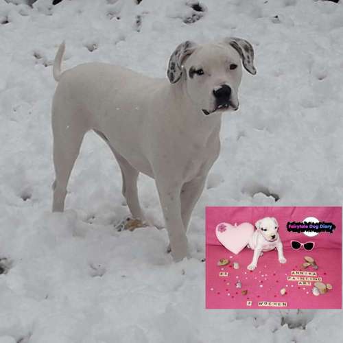 Hundeauslaufgebiet-Fairytale Dog Diary-Bild
