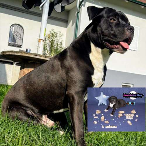Hundeauslaufgebiet-Fairytale Dog Diary-Bild