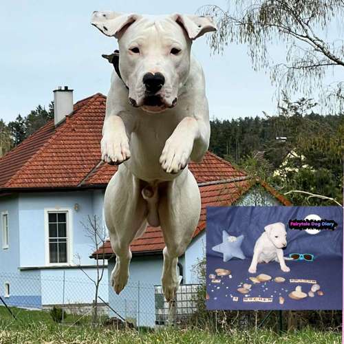 Hundeauslaufgebiet-Fairytale Dog Diary-Bild