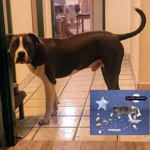 Hundeauslaufgebiet-Fairytale Dog Diary-Bild