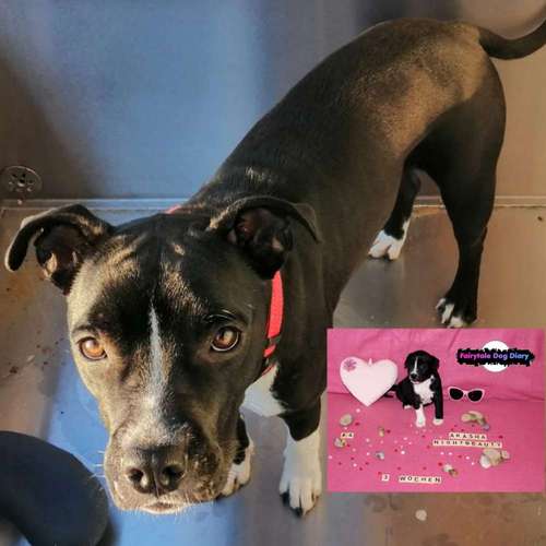 Hundeauslaufgebiet-Fairytale Dog Diary-Bild
