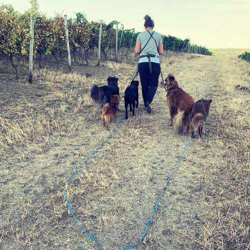 Hundeauslaufgebiet-Meine Schatten-Bild