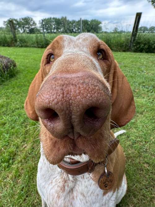 Hundeauslaufgebiet-Pedros Dogs Dogwalk I Hundetraining-Bild